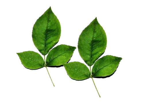 Bilwa | Beil | Bel Patra leaves